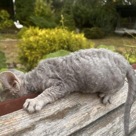 Devon Rex NOV Stiksi