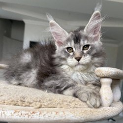 Maine Coon NOV Jana
