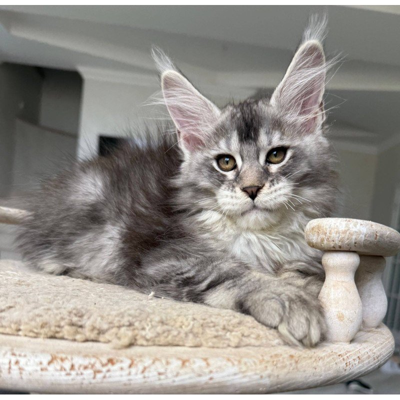 Maine Coon NOV Jana