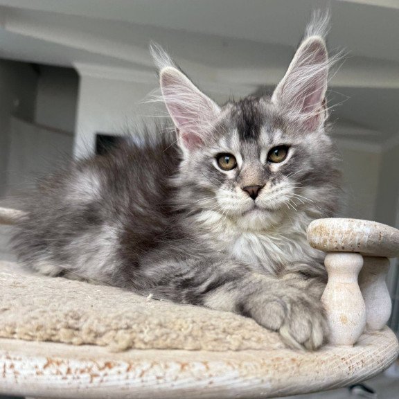 Maine Coon NOV Jana