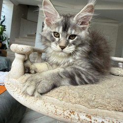 Maine Coon NOV Jana