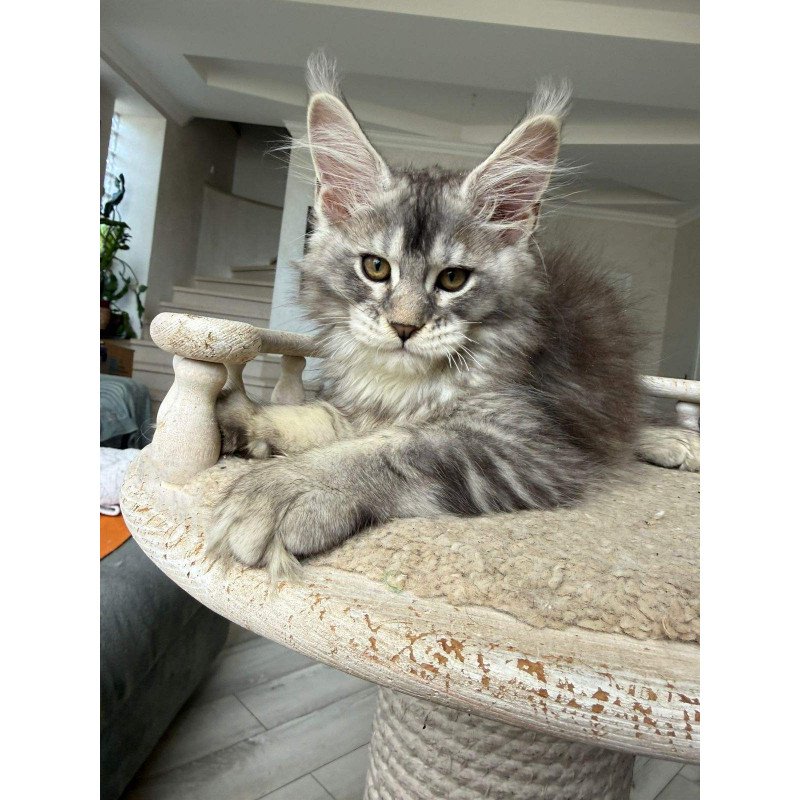 Maine Coon NOV Jana