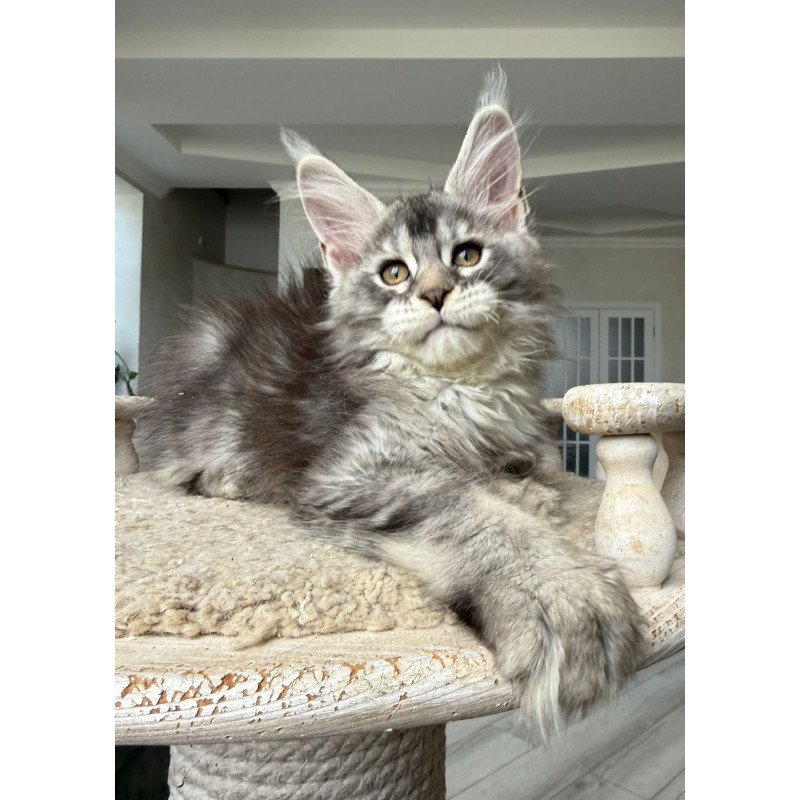 Maine Coon NOV Jana