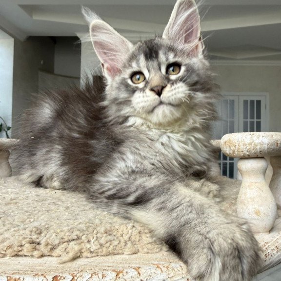 Maine Coon NOV Jana