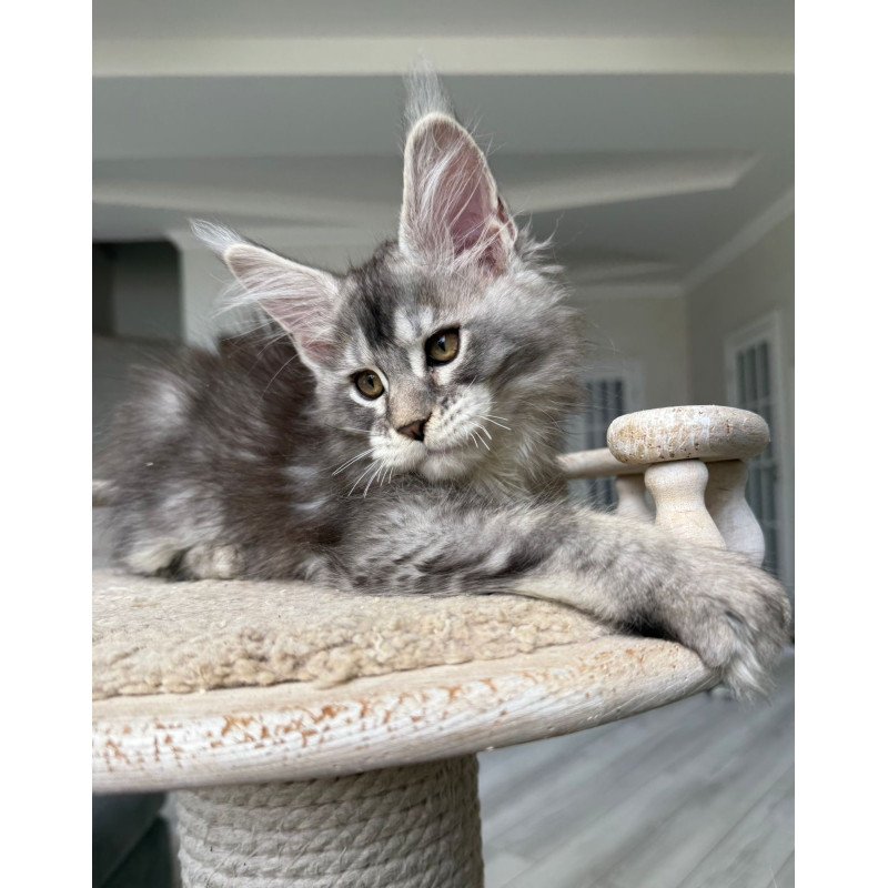 Maine Coon NOV Jana