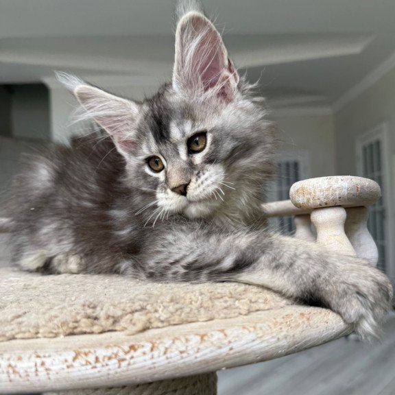Maine Coon NOV Jana