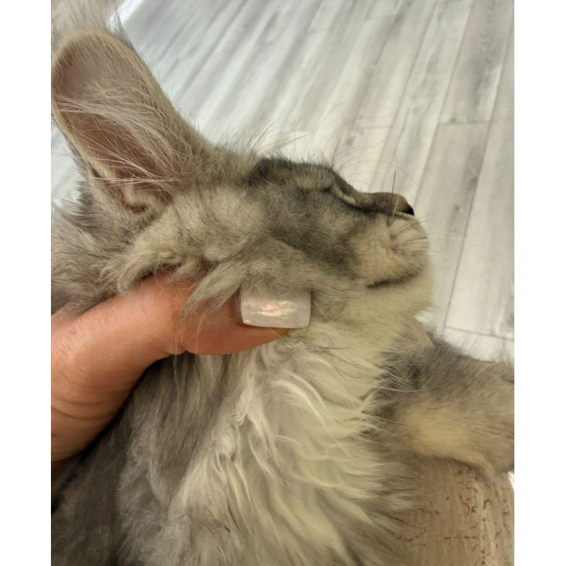 Maine Coon NOV Jana