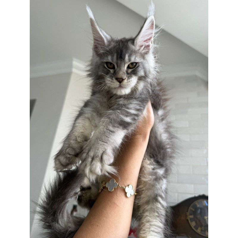 Maine Coon NOV Jana