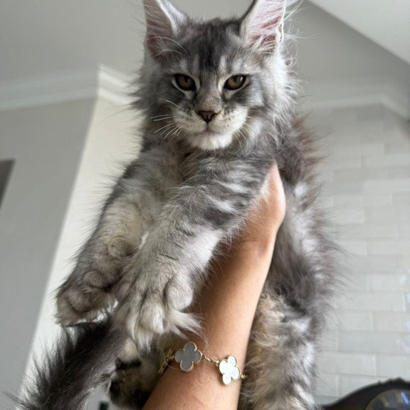 Maine Coon NOV Jana