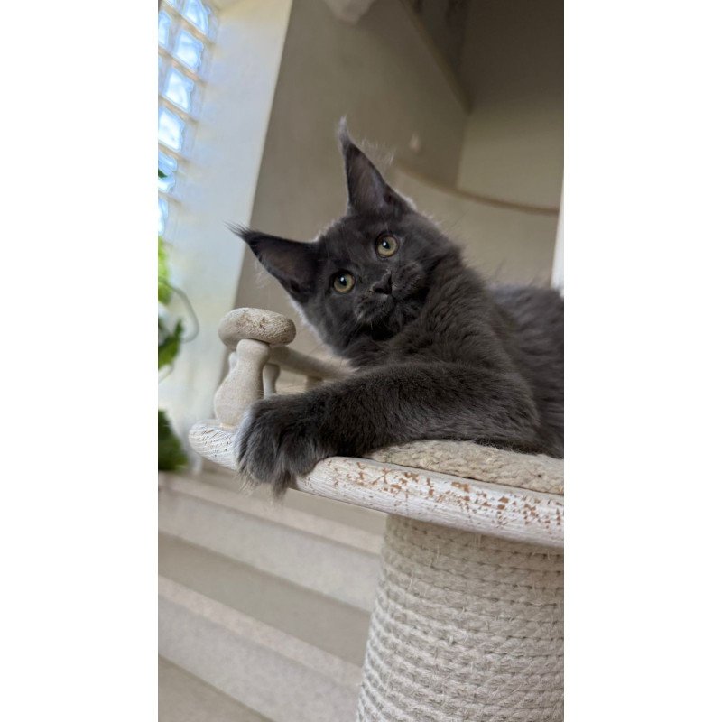 Maine Coon NOV Jina