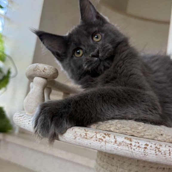Maine Coon NOV Jina