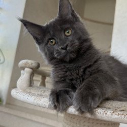 Maine Coon NOV Jina