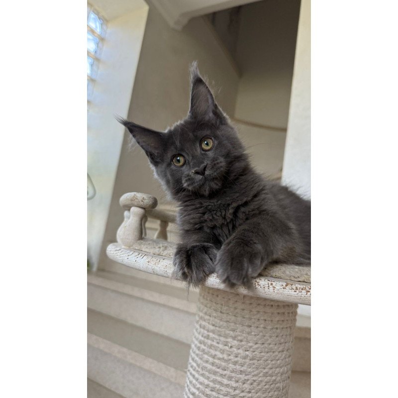 Maine Coon NOV Jina