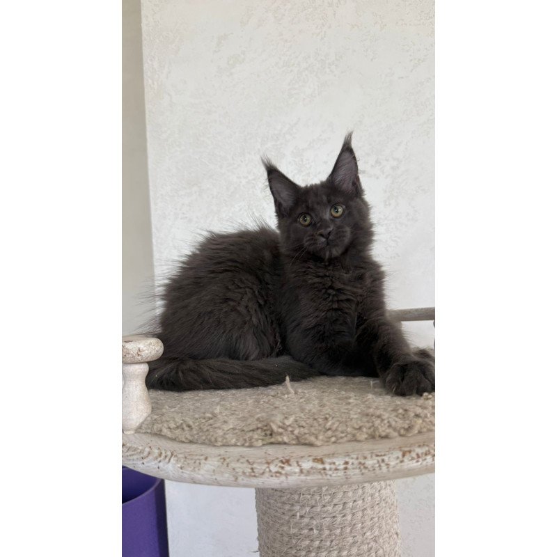 Maine Coon NOV Jina