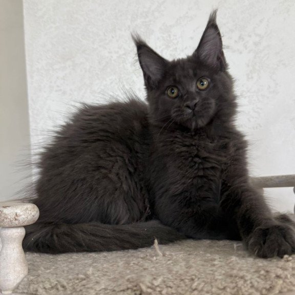Maine Coon NOV Jina
