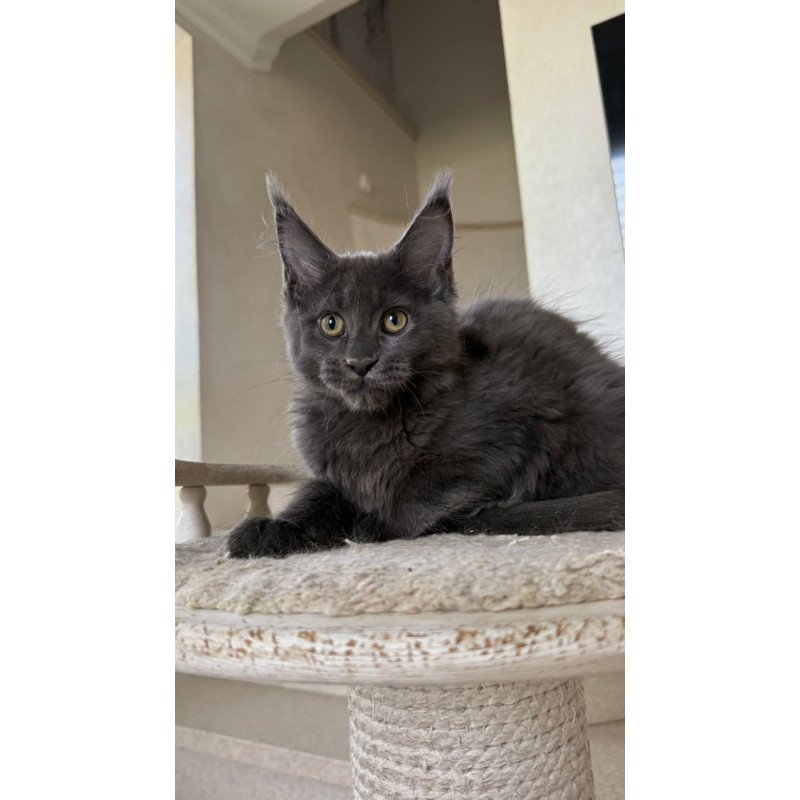 Maine Coon NOV Jina