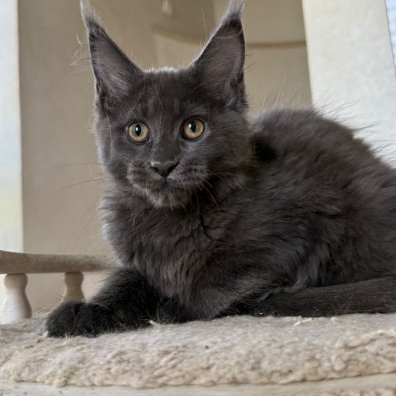Maine Coon NOV Jina