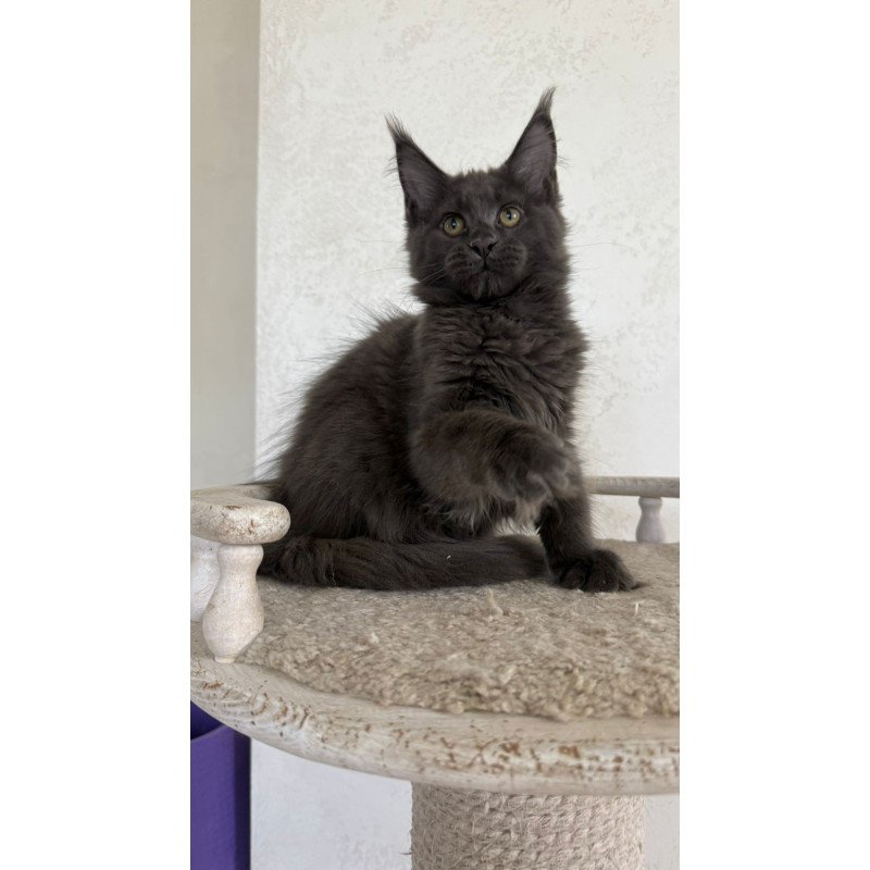 Maine Coon NOV Jina