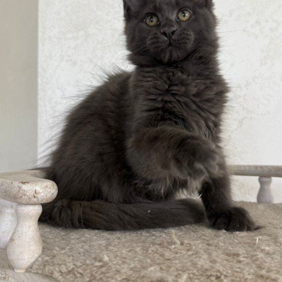 Maine Coon NOV Jina
