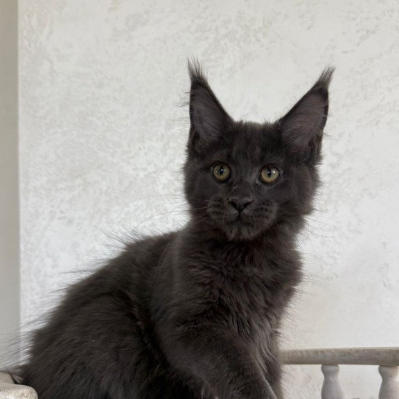 Maine Coon NOV Jina