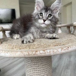 Maine Coon NOV Jackpot