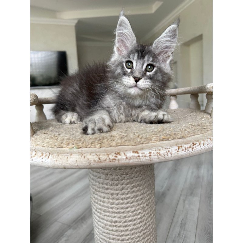 Maine Coon NOV Jackpot