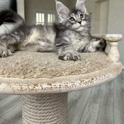 Maine Coon NOV Jackpot