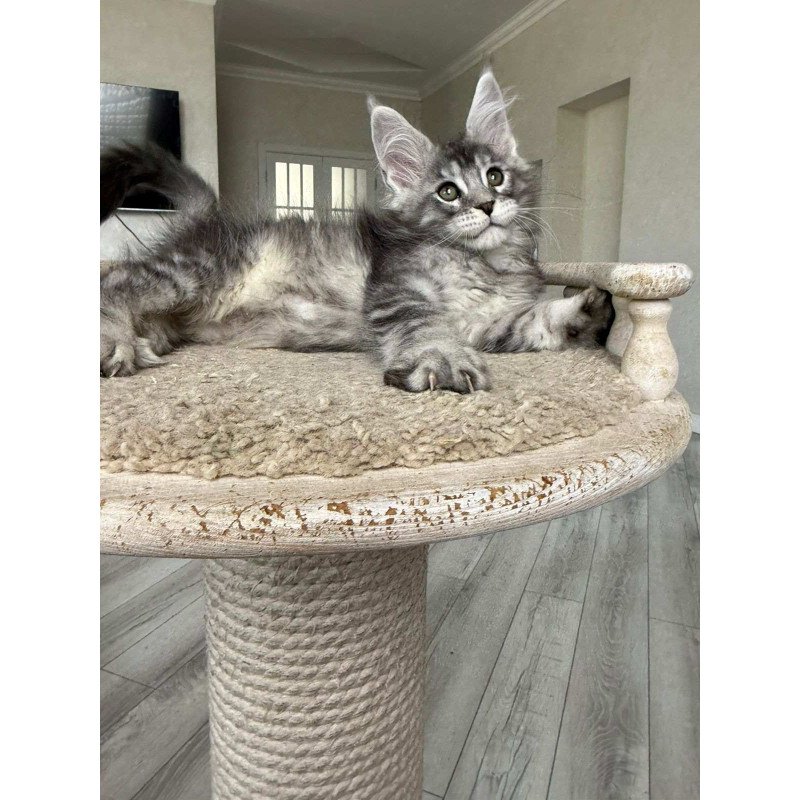 Maine Coon NOV Jackpot