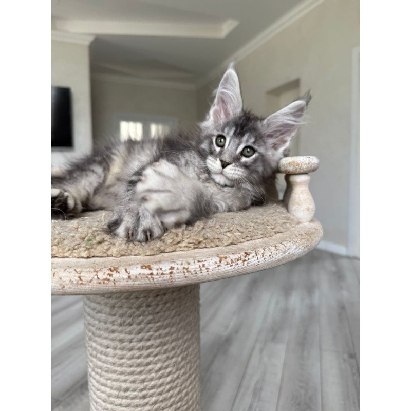 Maine Coon NOV Jackpot
