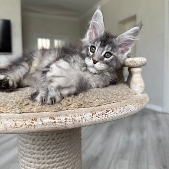Maine Coon NOV Jackpot