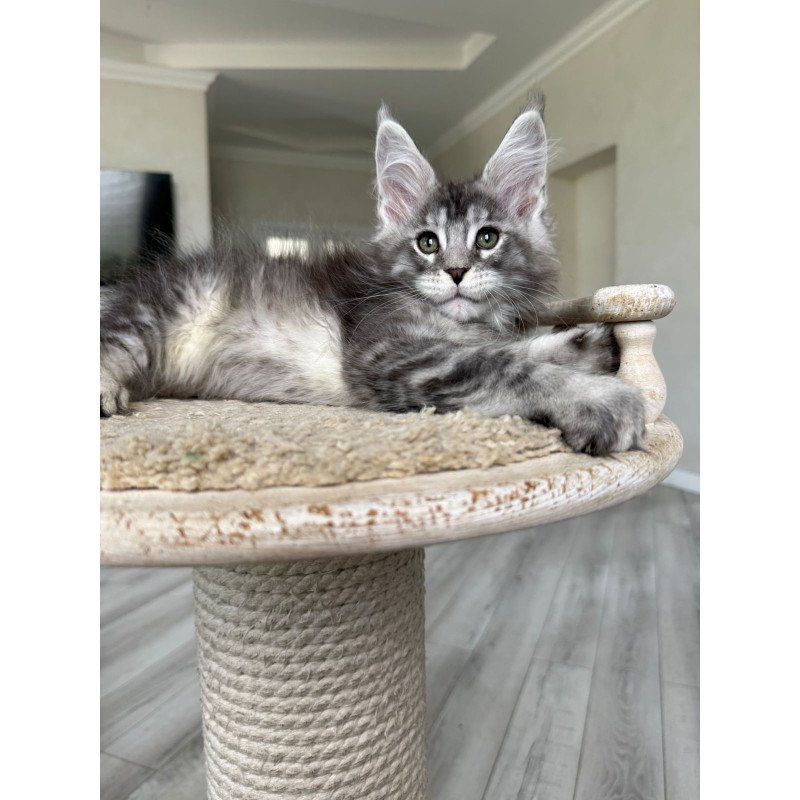 Maine Coon NOV Jackpot