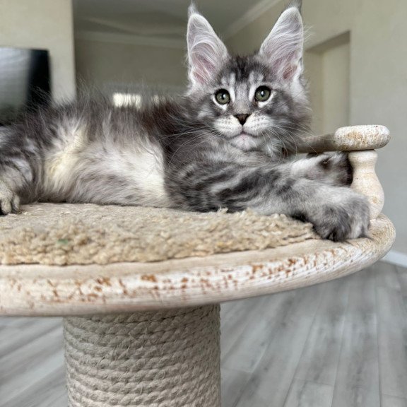 Maine Coon NOV Jackpot