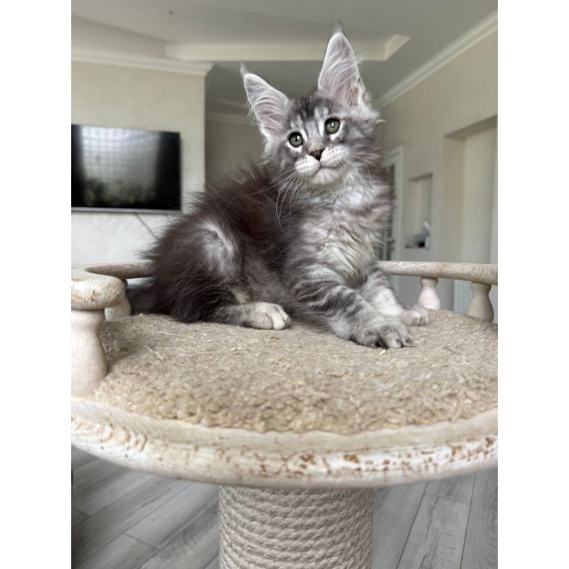 Maine Coon NOV Jackpot