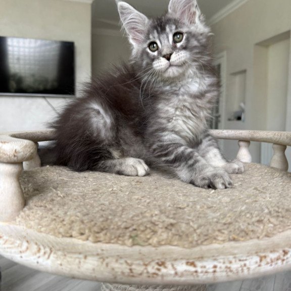 Maine Coon NOV Jackpot