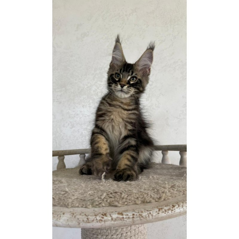 Maine Coon NOV Kazanova