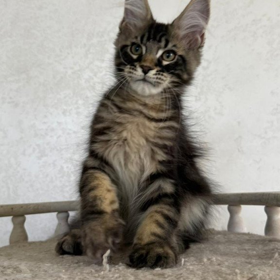 Maine Coon NOV Kazanova