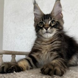 Maine Coon NOV Kazanova