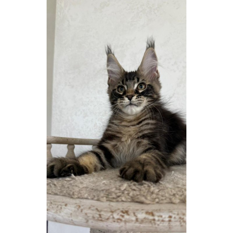 Maine Coon NOV Kazanova