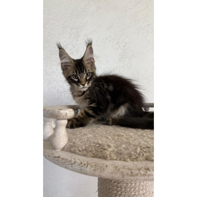 Maine Coon NOV Kazanova