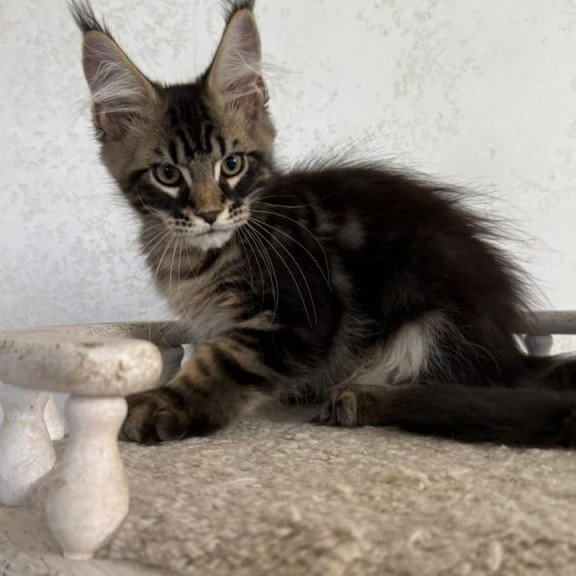 Maine Coon NOV Kazanova