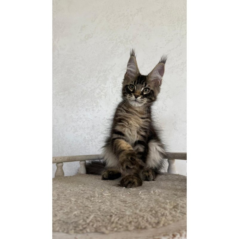 Maine Coon NOV Kazanova