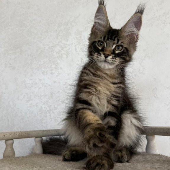 Maine Coon NOV Kazanova