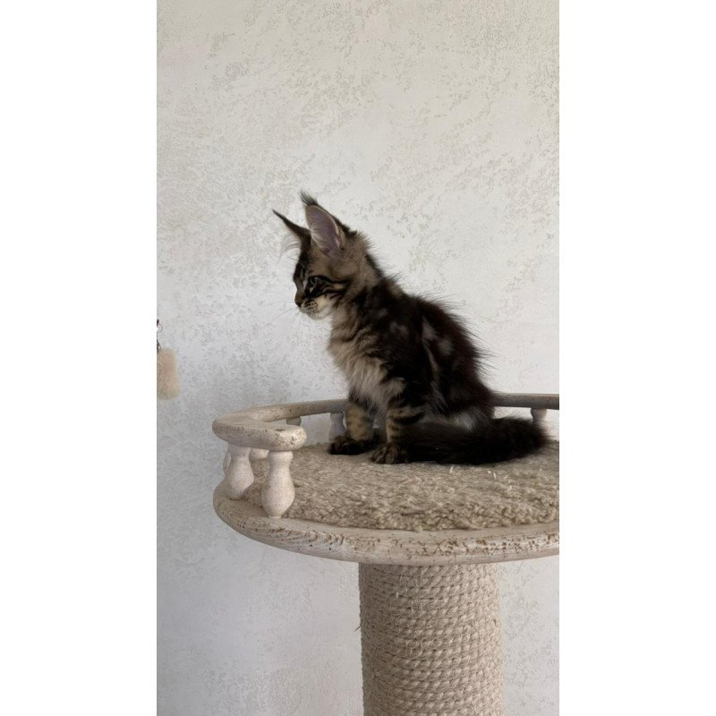 Maine Coon NOV Kazanova