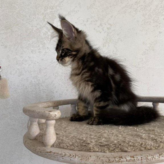 Maine Coon NOV Kazanova