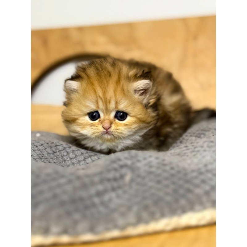 Scottish Nori