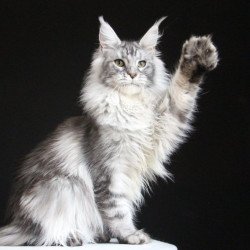 Maine Coon AP Grata