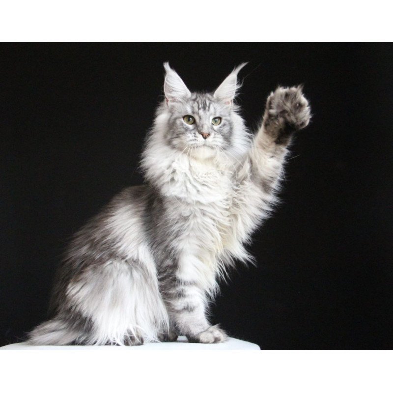 Maine Coon AP Grata