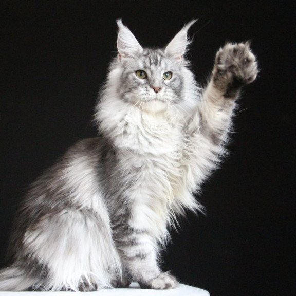 Maine Coon AP Grata