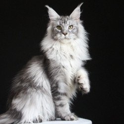 Maine Coon AP Grata