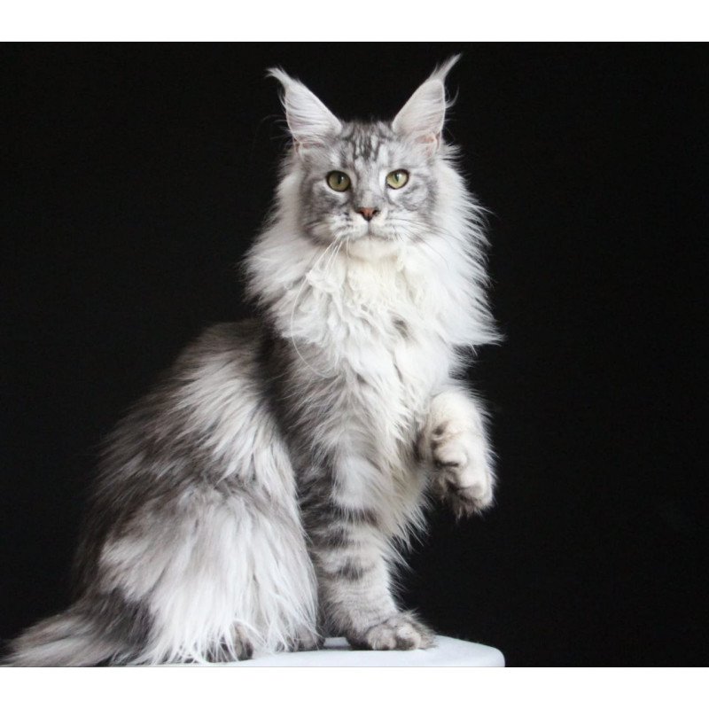 Maine Coon AP Grata